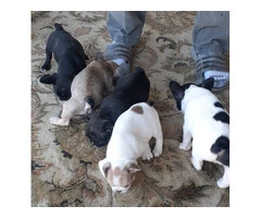 Healthy French Bulldog pups for sale - 9