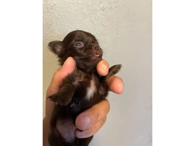 AKC limited Chihuahua babies - 1/13