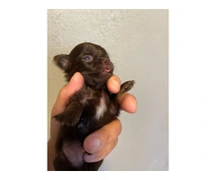 AKC limited Chihuahua babies