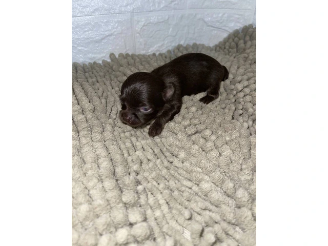 AKC limited Chihuahua babies - 2/13