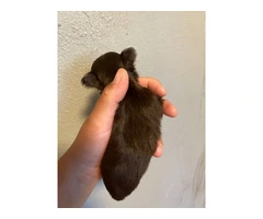 AKC limited Chihuahua babies - 3