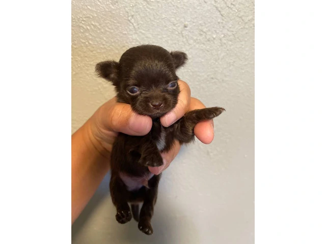 AKC limited Chihuahua babies - 4/13