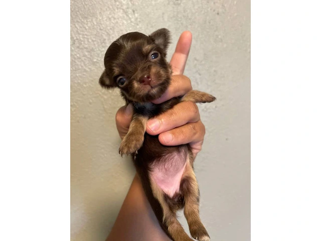 AKC limited Chihuahua babies - 5/13