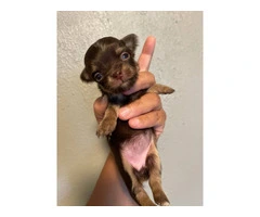 AKC limited Chihuahua babies - 5