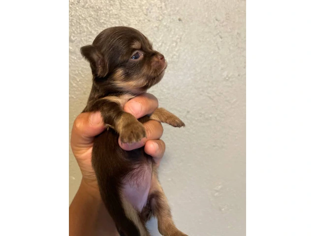 AKC limited Chihuahua babies - 6/13