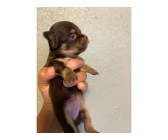 AKC limited Chihuahua babies - 6