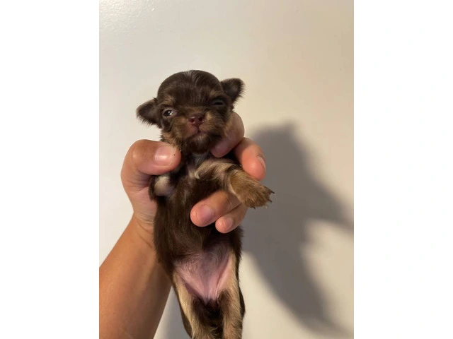 AKC limited Chihuahua babies - 7/13