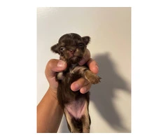 AKC limited Chihuahua babies - 7