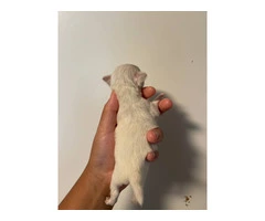 AKC limited Chihuahua babies - 8