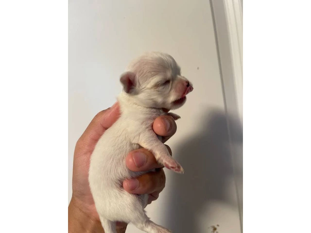 AKC limited Chihuahua babies - 9/13