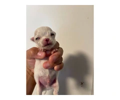 AKC limited Chihuahua babies - 10