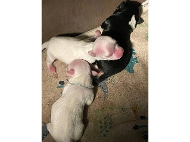 AKC limited Chihuahua babies - 11/13