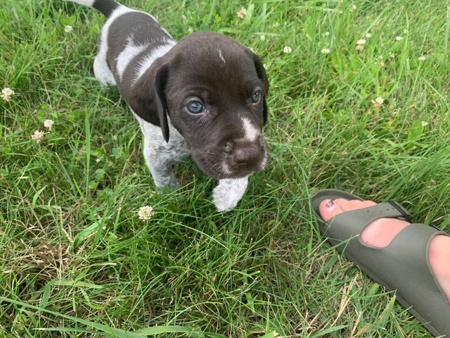 AKC registered German Wirehair Pointer puppies for sale - 1/9