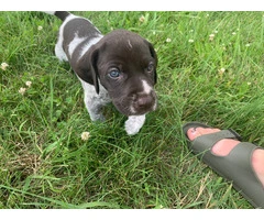 AKC registered German Wirehair Pointer puppies for sale - 1