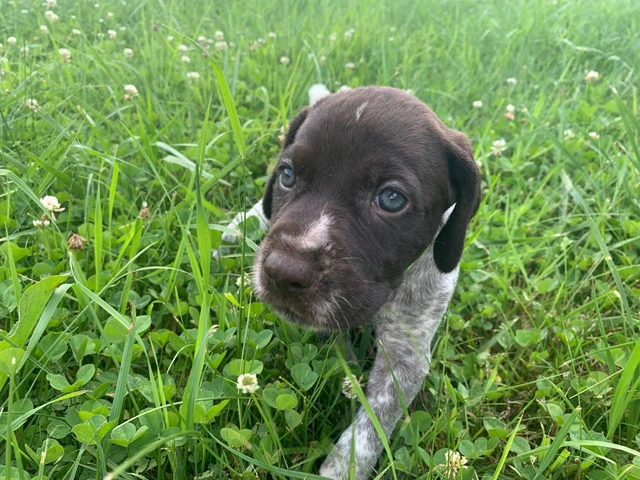 AKC registered German Wirehair Pointer puppies for sale - 2/9