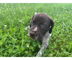 AKC registered German Wirehair Pointer puppies for sale - 2
