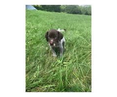 AKC registered German Wirehair Pointer puppies for sale - 4