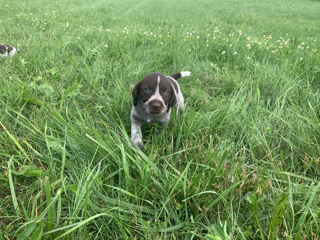 AKC registered German Wirehair Pointer puppies for sale - 5/9
