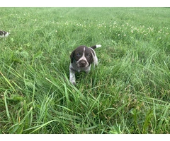 AKC registered German Wirehair Pointer puppies for sale - 5