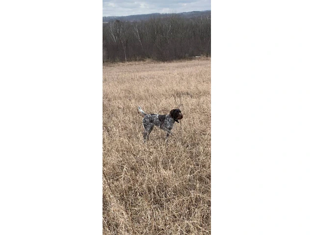 AKC registered German Wirehair Pointer puppies for sale - 9/9