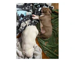 2 beautiful Pit bull puppies - 6