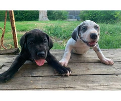 Urgent: Loving Home Needed for Two Playful Male Great Dane Puppies