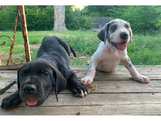 Urgent: Loving Home Needed for Two Playful Male Great Dane Puppies - 2/10