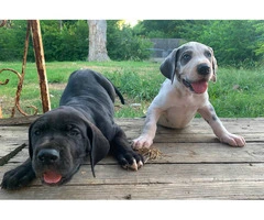 Urgent: Loving Home Needed for Two Playful Male Great Dane Puppies - 2