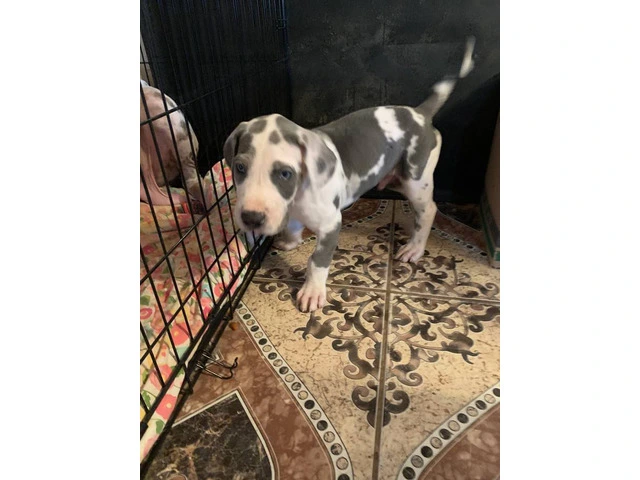 Urgent: Loving Home Needed for Two Playful Male Great Dane Puppies - 3/10