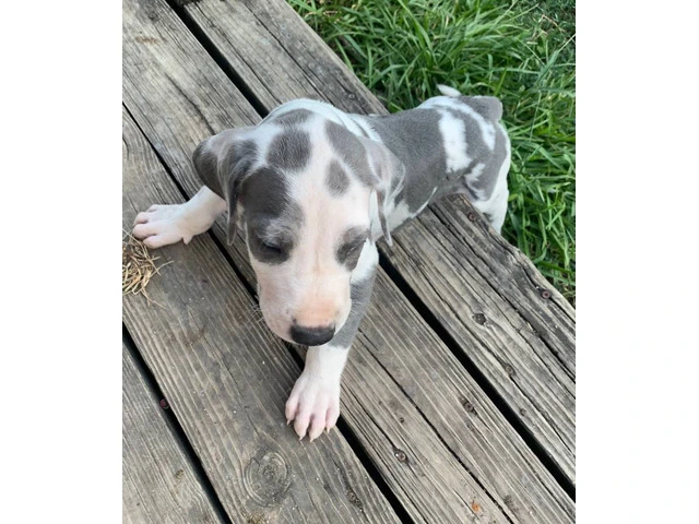 Urgent: Loving Home Needed for Two Playful Male Great Dane Puppies - 4/10