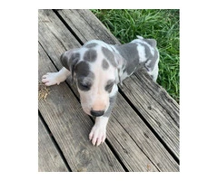 Urgent: Loving Home Needed for Two Playful Male Great Dane Puppies - 4