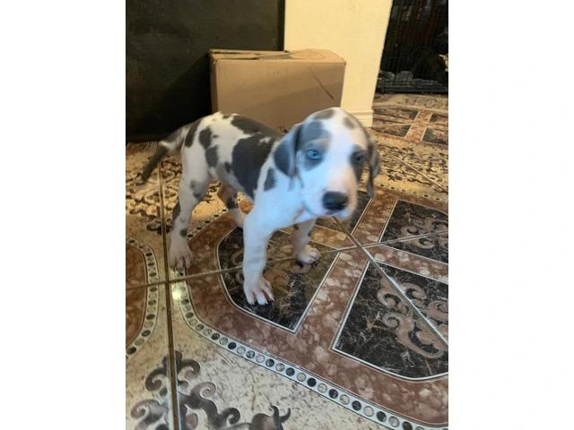 Urgent: Loving Home Needed for Two Playful Male Great Dane Puppies - 5/10