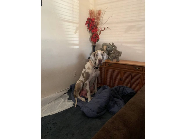 Urgent: Loving Home Needed for Two Playful Male Great Dane Puppies - 10/10