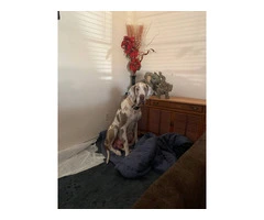 Urgent: Loving Home Needed for Two Playful Male Great Dane Puppies - 10