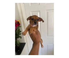 5 Chiweenie puppies available to a good home - 3