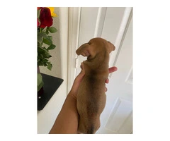 5 Chiweenie puppies available to a good home - 4