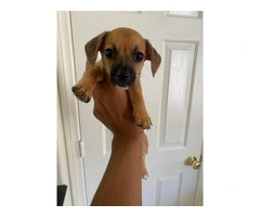 5 Chiweenie puppies available to a good home - 7