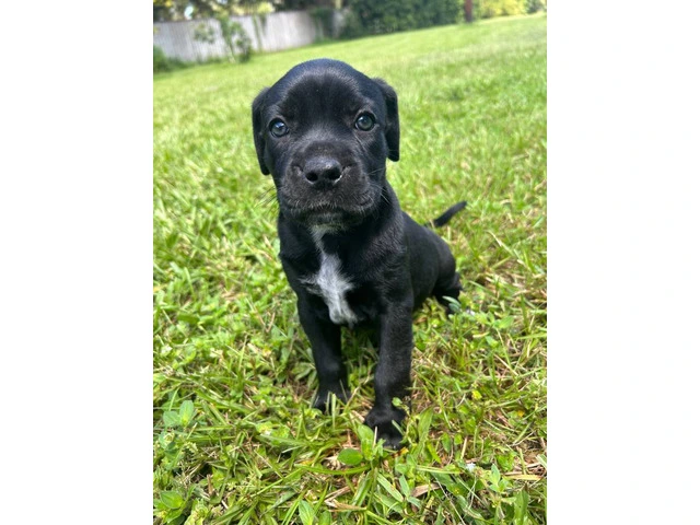 Catahoula Pitbull mix puppies with blue eyes - 4/5