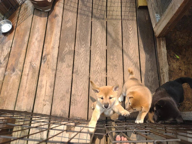 2 super sweet Shiba Inu puppies - 3/6