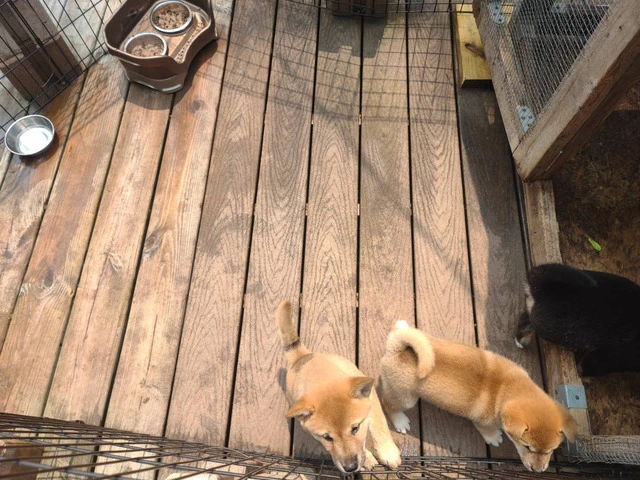 2 super sweet Shiba Inu puppies - 4/6