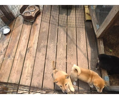 2 super sweet Shiba Inu puppies - 4