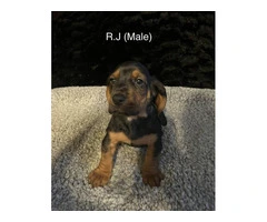 Purebred Tri-Color Basset Hound puppies for sale - 2