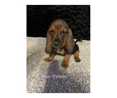 Purebred Tri-Color Basset Hound puppies for sale - 7