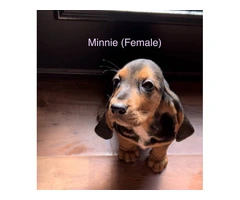 Purebred Tri-Color Basset Hound puppies for sale - 9