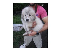 3 great pyrenees puppies still available