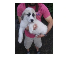 3 great pyrenees puppies still available - 2