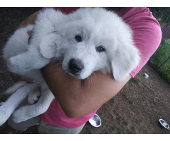 3 great pyrenees puppies still available - 3