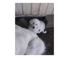 3 great pyrenees puppies still available - 4
