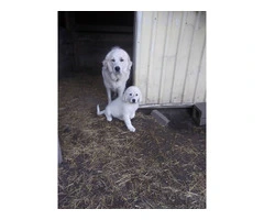 3 great pyrenees puppies still available - 5