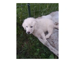3 great pyrenees puppies still available - 6